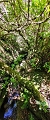Plants: image 46 Of 208 Thumb